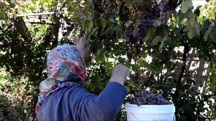 Video herunterladen: Şifa kaynağı üzüm hünerli ellerde 'pelte'ye dönüşüyor - KIRŞEHİR