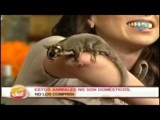 Africam Safari en el foro de Nuestro Día- 28 de octubre 2014