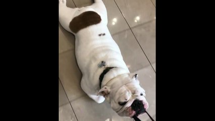 Drole de façon de promener son bulldog