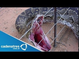 Ataque frecuente de víboras preocupa a autoridades de Durango