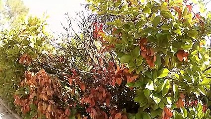 Concours vidéo sciences : les plantes mellifères au civ