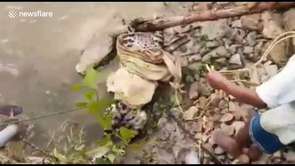 Rescue goes wrong as injured leopard attacks villager