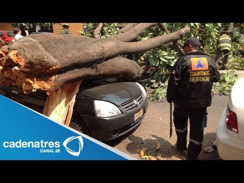 Cae árbol sobre vehículos debido a las fuerte lluvia