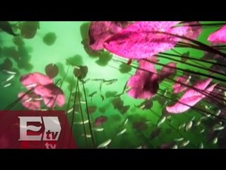 Mexicano gana concurso fotográfico / Excélsior Informa