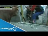 Toro ataca a un policía de tránsito de Rumania / Bull attacks a Romanian traffic police