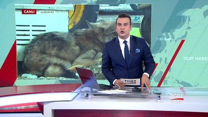 Yaralı Kurt Tedaviye Alındı