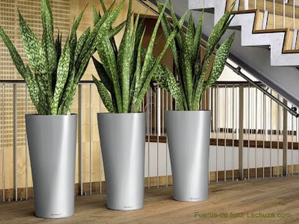 Plantas que siempre reverdecen