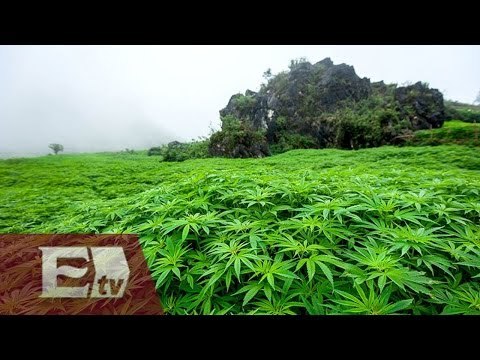 Washington aprueba la marihuana para uso recreativo/ Global