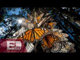 Tres sitios para conocer a la mariposa monarca en México / Vianey Esquinca