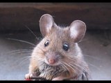Ratones con cerebro de humanos / 5 maravillas del mundo