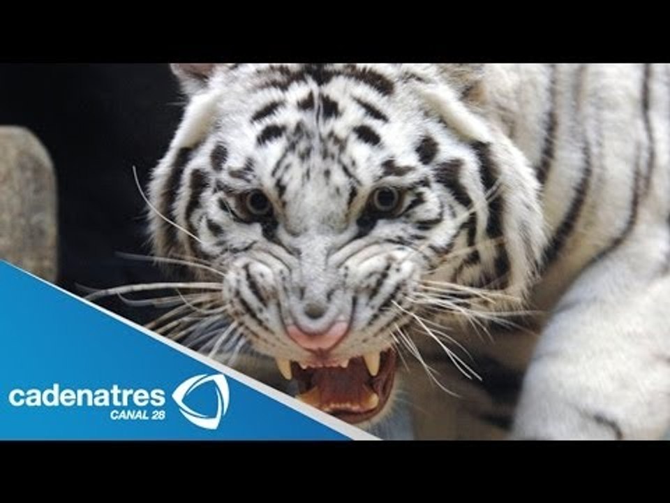 ¡IMPRESIONANTE! Tigre blanco ataca a niño en Cancún / Ataque de tigre blanco a niño