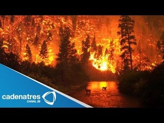 Infierno en bosque de Australia (IMÁGENES) / Australia Forest Hell