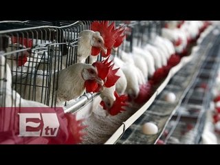 Surcorea veta importaciones de aves procedentes de Holanda por gripe aviar/ Global
