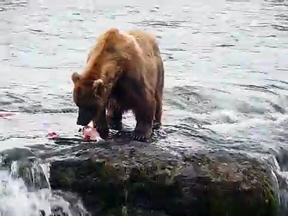 Brooks_Falls_Bears,_Katmai_AK