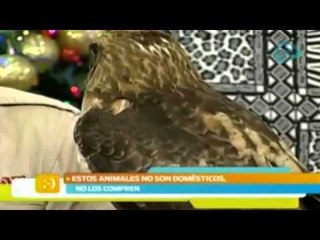 Africam Safari en el foro de Nuestro Día- 09 de diciembre 2014