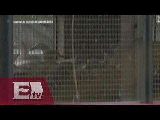 Alerta por casos de gripe aviar en Europa / Excélsior informa