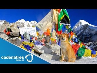 Perro escala el monte Everest / Primer perro en escalar el monte Everest