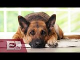 ¿Por qué es bueno tener mascotas? / Salud