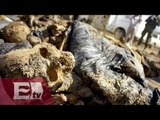 Hallan 4 fosas más con restos óseos en Iguala, Guerrero  / Excélsior en la Media