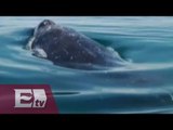 Ballenas llegan a las costas de Baja California Sur / Vianey Esquinca