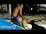 Peleas de perros, un negocio redituable para el crimen organizado