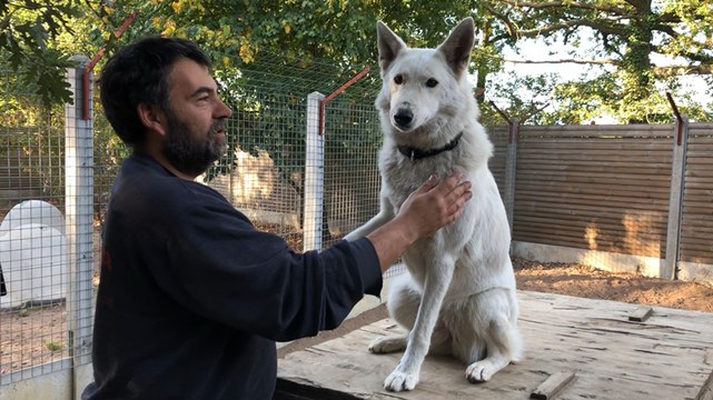 Chiens et chats à adopter au refuge