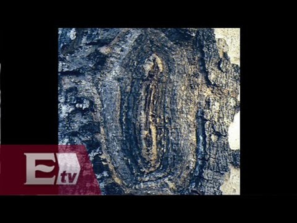 Aparece imagen de la Virgen de Guadalupe en árbol de Campeche / Excélsior en la Media