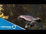 Amenazas a las tortugas caguama y especies en peligro de extinción en Semanal 28 08/12/13