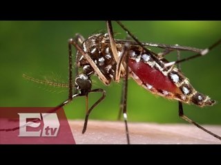 Jalisco registra primer caso de Chinkungunya / Excélsior en la Media