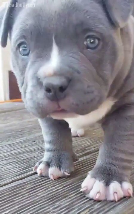 Pit bull bebê ternurento