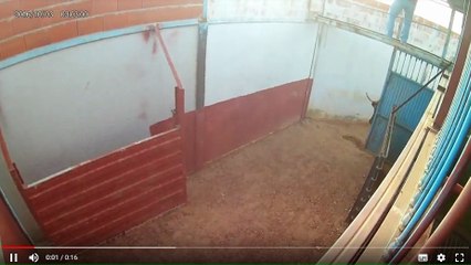 TOROS EN LOS TORILES ENTRERRIOS 2018---PARTE--5