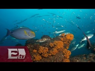 Conoce Cabo Plumo en Baja California Sur / Visión Turística