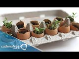 Cómo hacer un semillero / cómo hacer un huerto en casa
