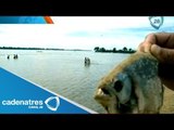 Ataque de peces carnívoros deja 70 heridos en playas de Rosario, Argentina