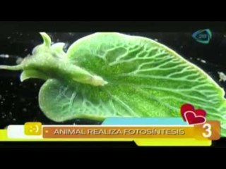 Las cinco maravillas del día /  Nuestro día