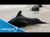 ¡¡IMPRESIONANTE!! Mueren 39 ballenas piloto tras quedar varadas en una playa de Nueva Zelandia