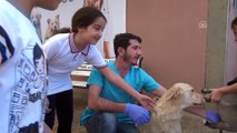 Köpek yavrusunun 'kalp atışlarını' dinlediler - ADIYAMAN