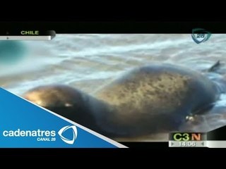 Tortura de lobo marino en Chile / Torture sea lion in Chile