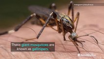 Giant mosquitoes wreak havoc following Hurricane Florence