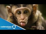 Salvan la vida de mono bebé al alimentarlo con leche materna humana (VIDEO)