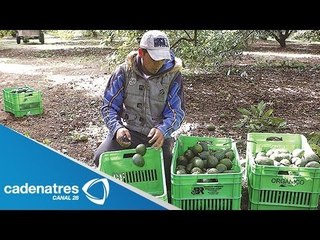 Autodefensas en Tancítaro devuelven terrenos tomados a la fuerza por Templarios
