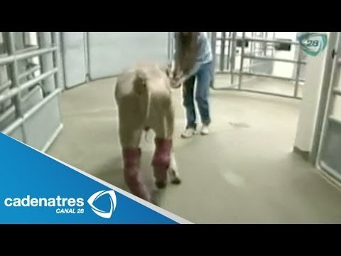 Amputan las patas a becerro por bajas temperaturas en Estados Unidos