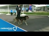 Rusia contrata a empresa para matar a los perros callejeros por los Juegos de Sochi
