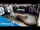 Zoológico de Dinamarca mata a jirafa para evitar la consanguinidad/ Danish zoo kills giraffe