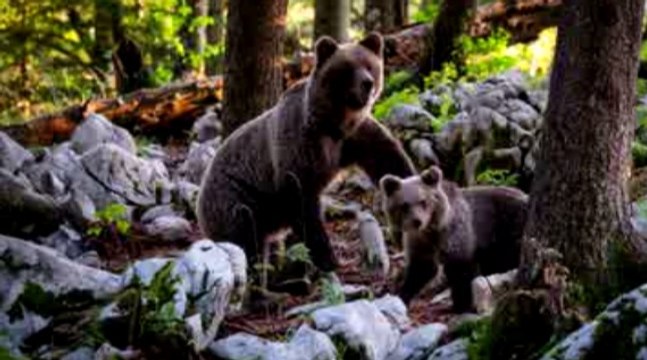 Pyrénées-Atlantiques : une ourse slovène relâchée, les agriculteurs en colère