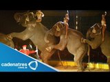 Dueños de los circos se amparan ante la ley que prohibe usar animales en circos