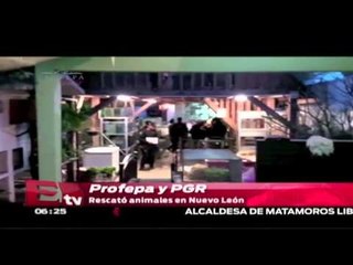 Profepa y PGR rescató animales de Nuevo León / Vianey Esquinca