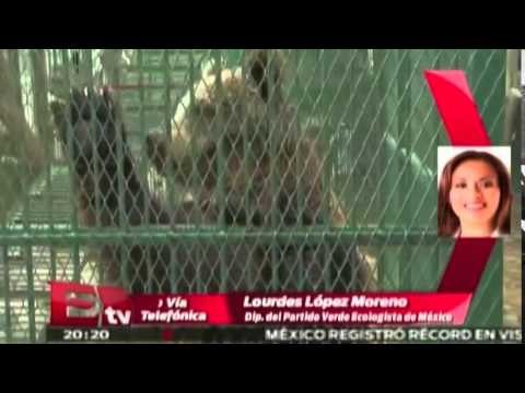 Entrevista a Lourdes López Moreno, diputada del Partido Verde Ecologista de México / Paola Virrueta