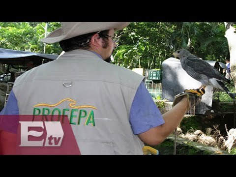 Profepa incauta animales a Club de los animalitos / Vianey Esquinca