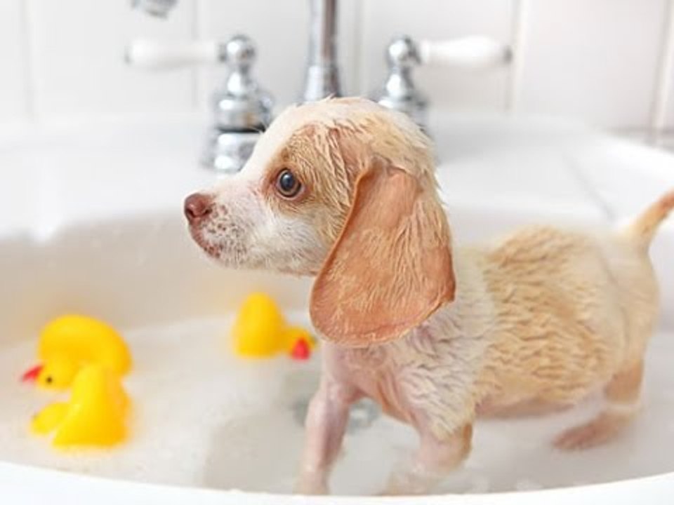 ¿Cómo elegir la estética adecuada para tu perro?